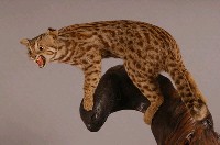 石虎藏品圖，第5張